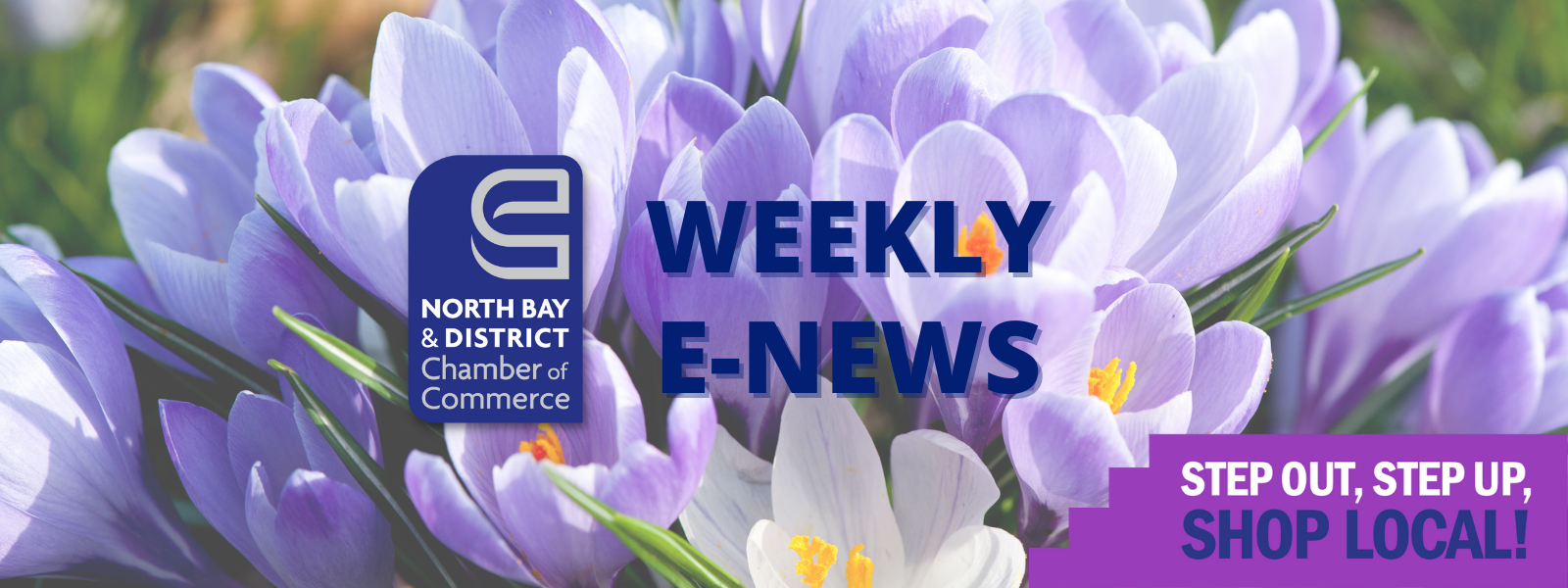 Weekly E-News Spring Crocus